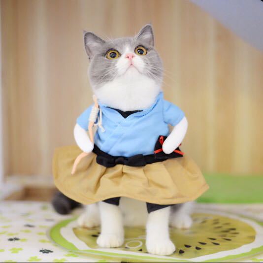 Cute Pet Peacock Costume - Easy 2-Piece Outfit for Cats – Duvencioglu